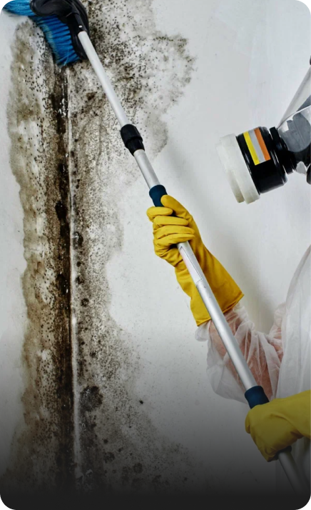 mold removal