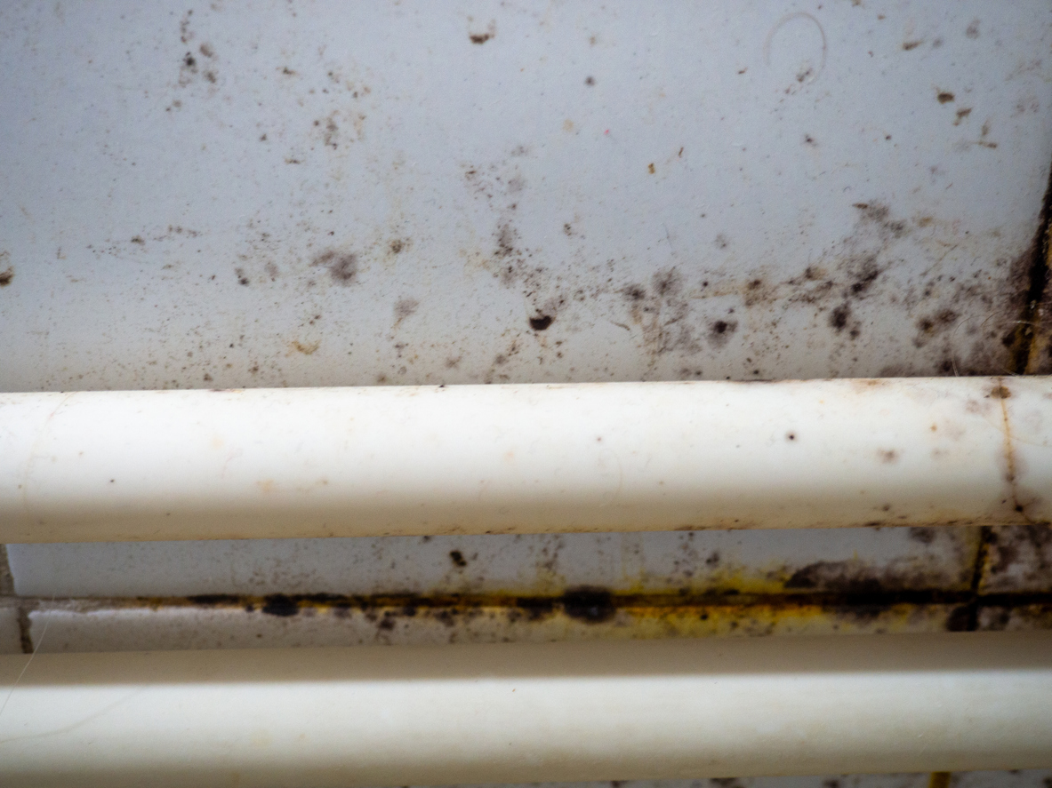 Black mold on white enamel. Mold spores. Surface contamination. Bathroom. Lack of cleanliness. Poor hygiene. Danger.