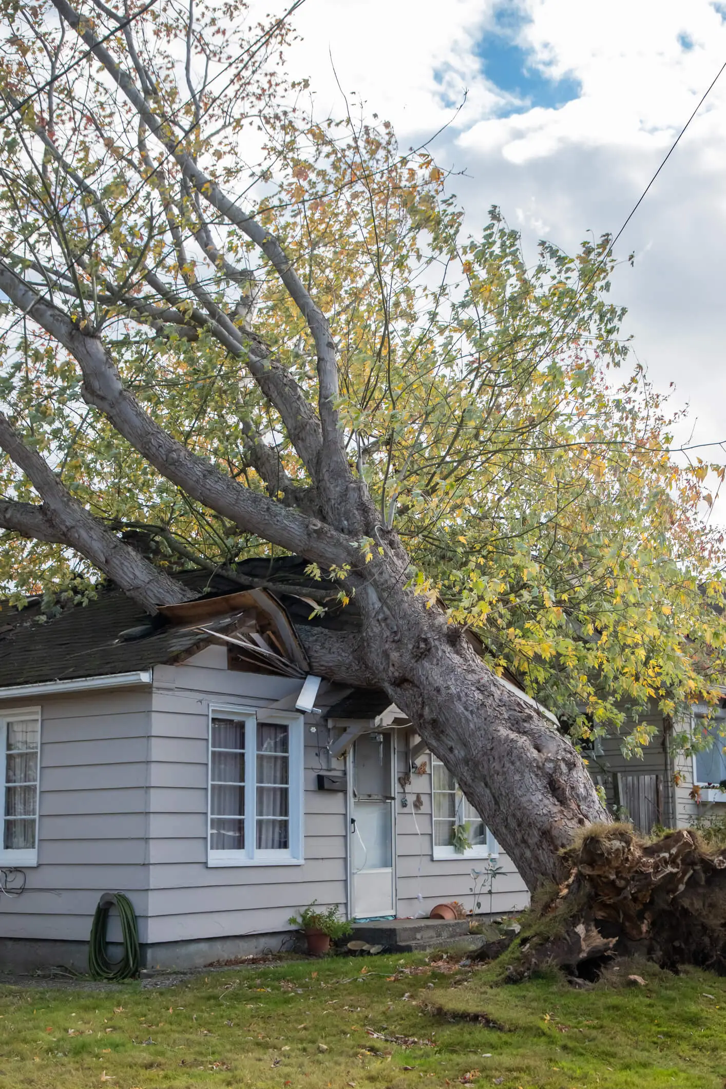 Wind Storm Fallen Tree